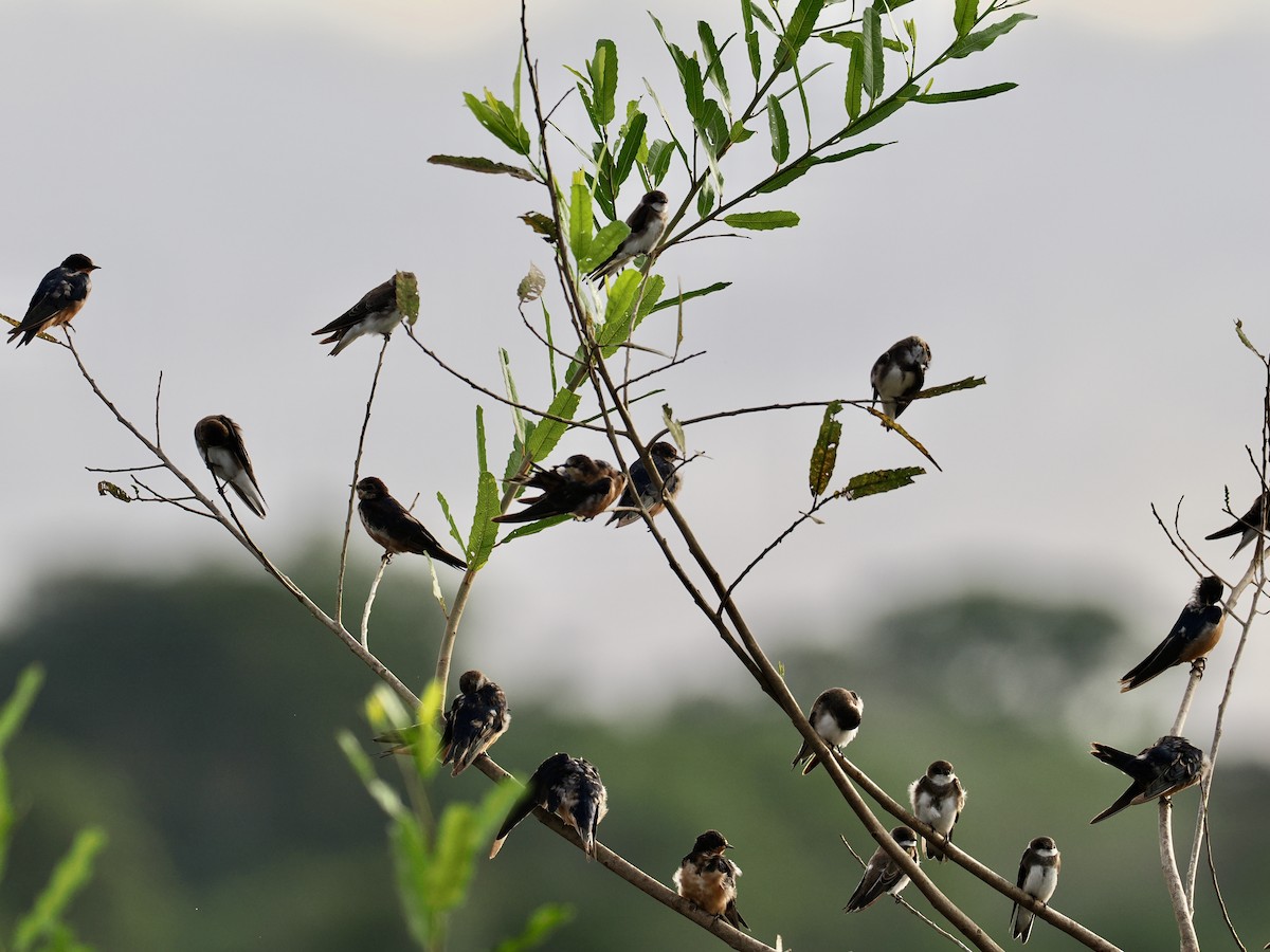 Avión Zapador - ML646549002