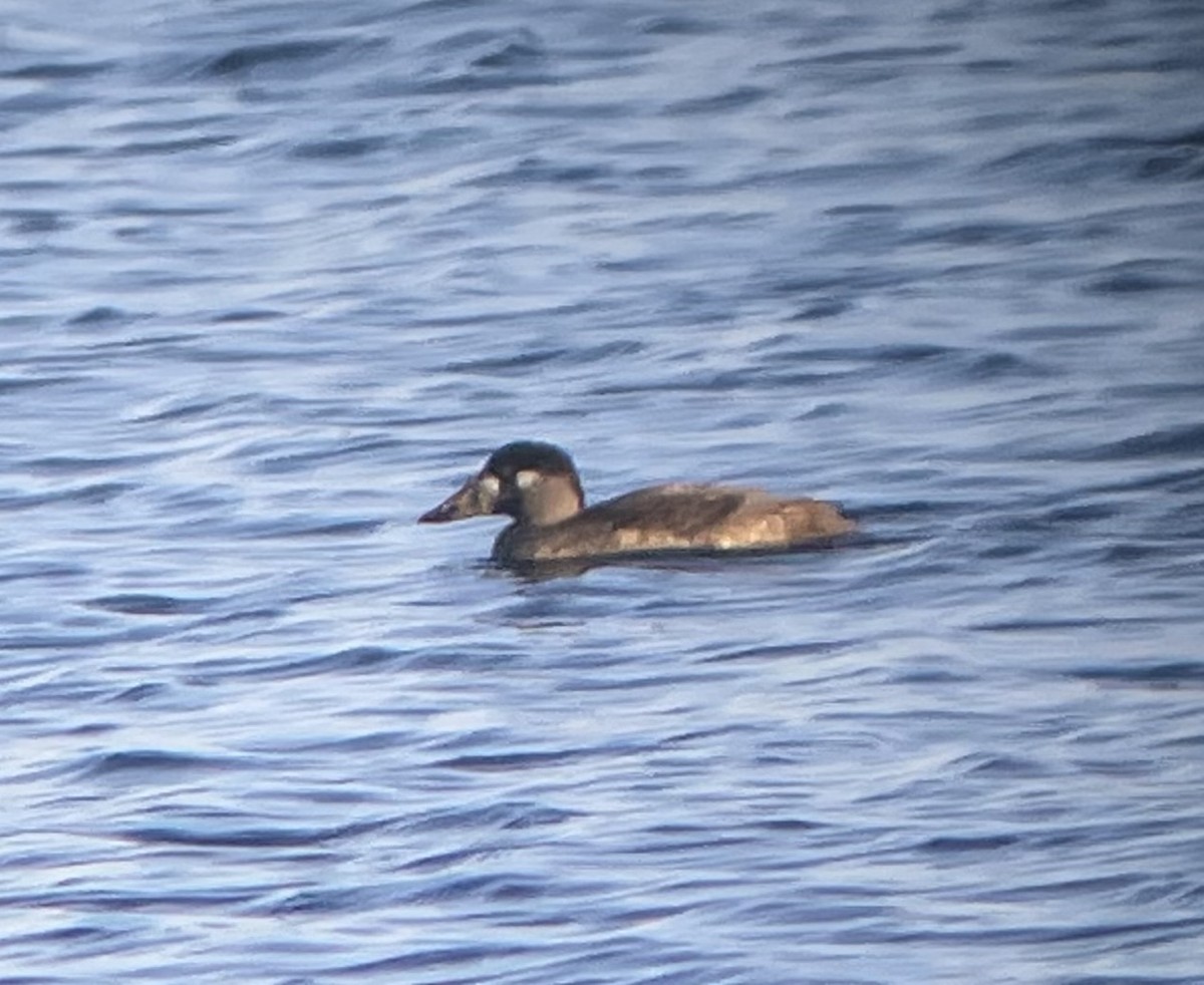 Surf Scoter - ML646549003