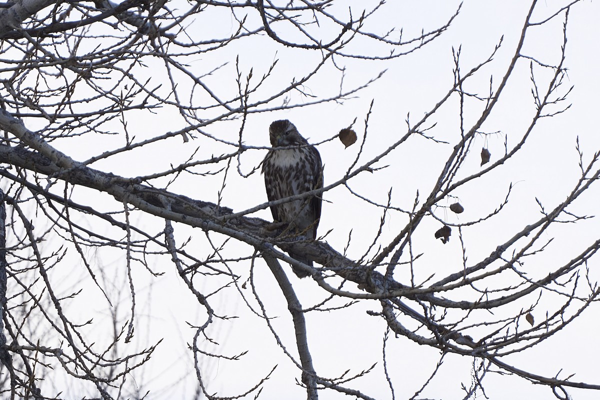 Red-tailed Hawk - ML646549009