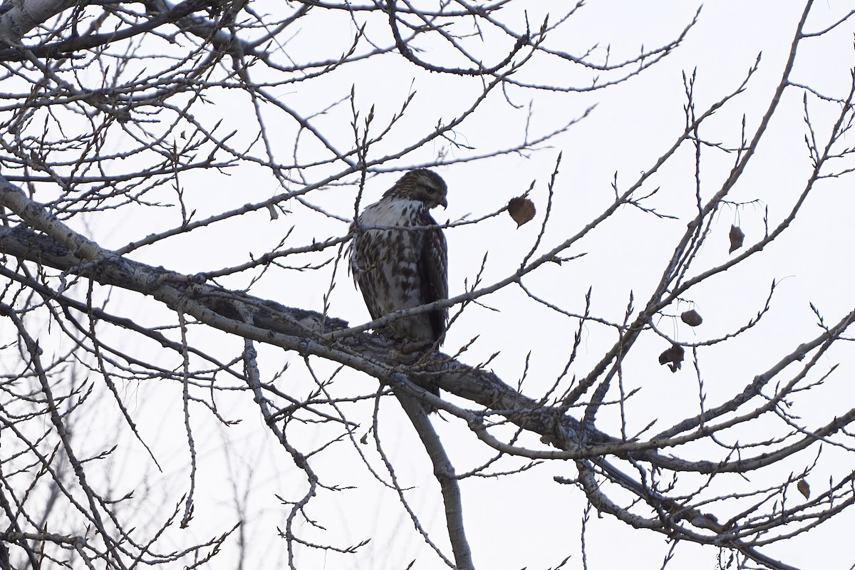 Red-tailed Hawk - ML646549010