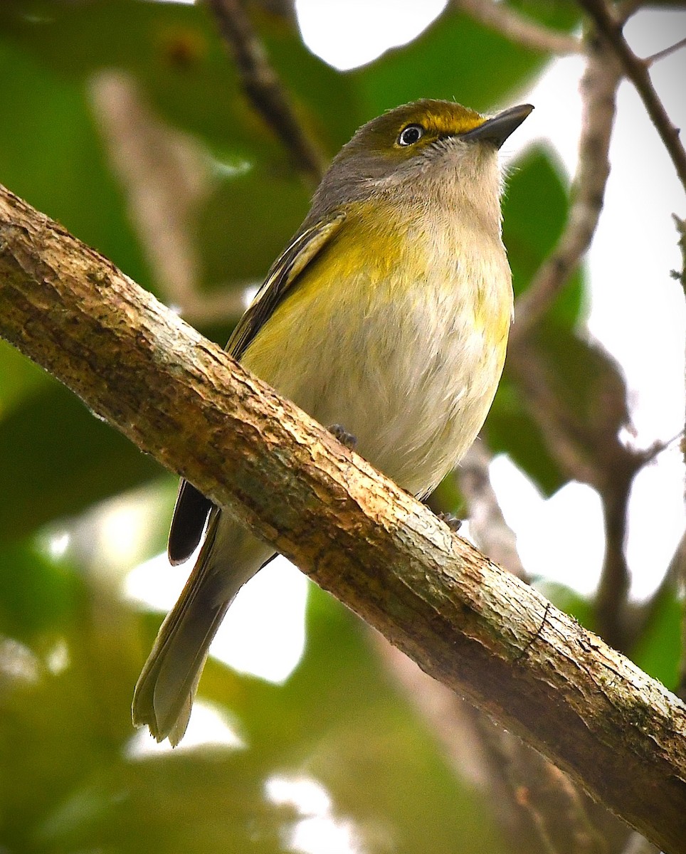 White-eyed Vireo - ML646549012