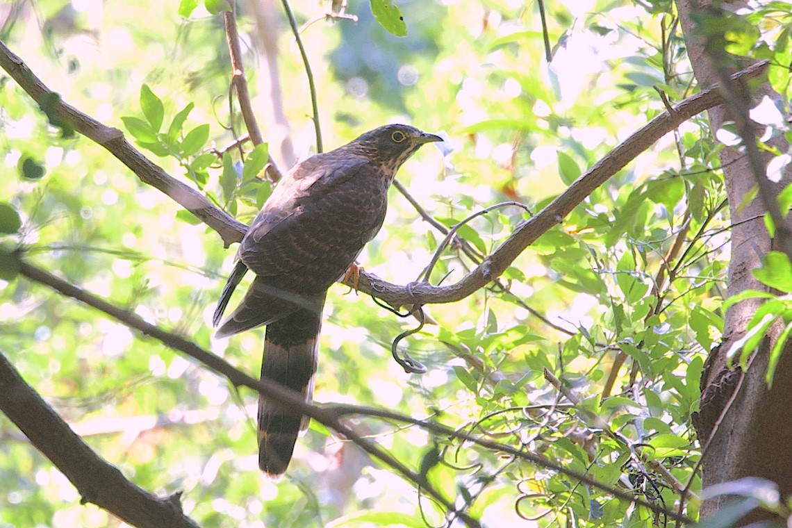 Large Hawk-Cuckoo - ML646549017