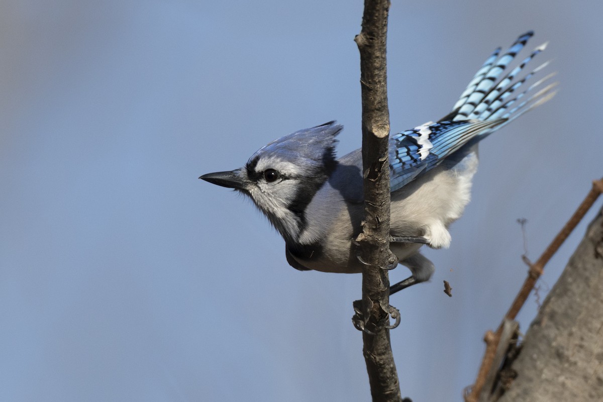 Blue Jay - ML646549018