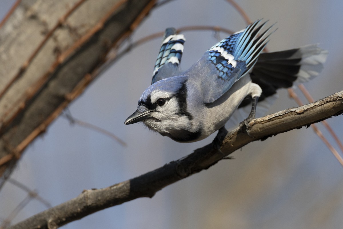Blue Jay - ML646549019