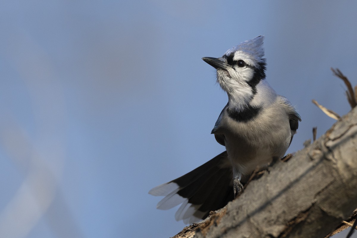 Blue Jay - ML646549020