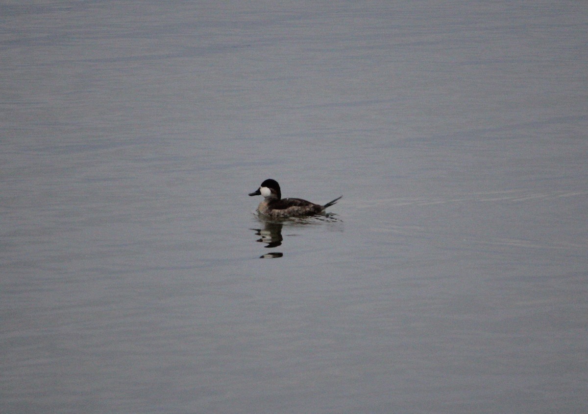 Ruddy Duck - ML646549021