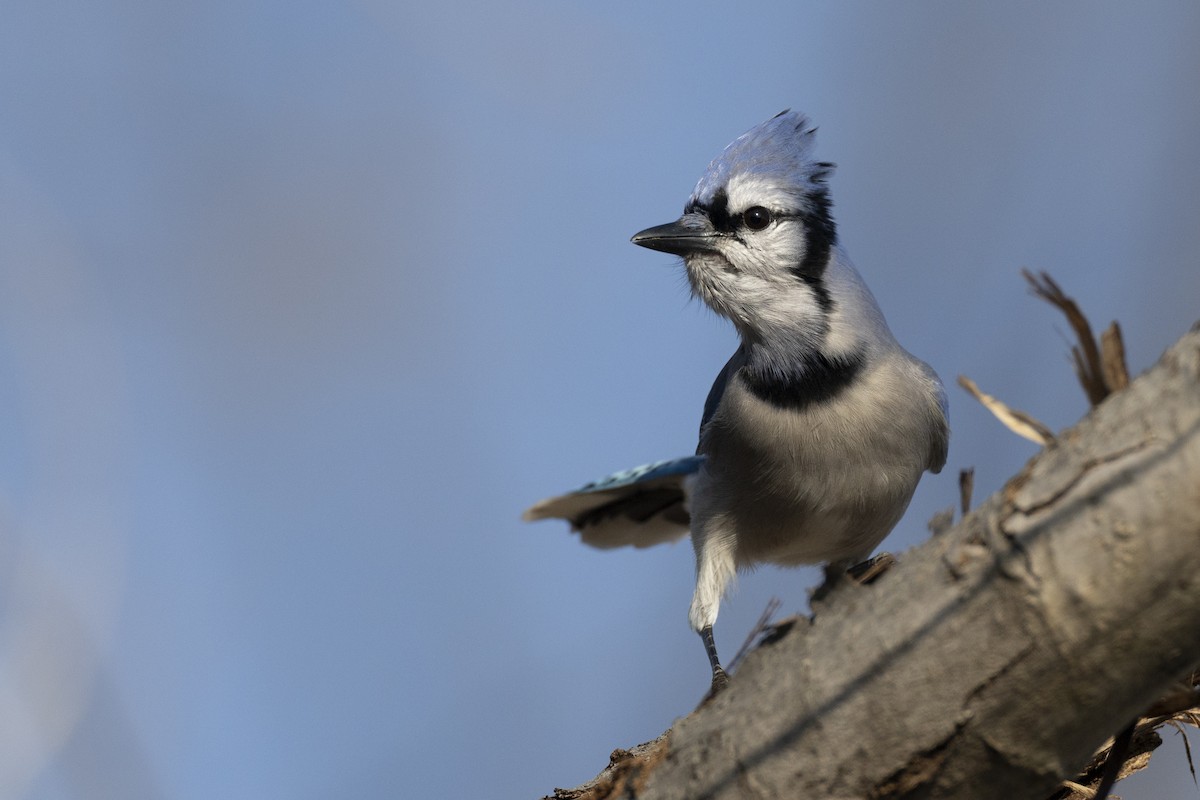 Blue Jay - ML646549022