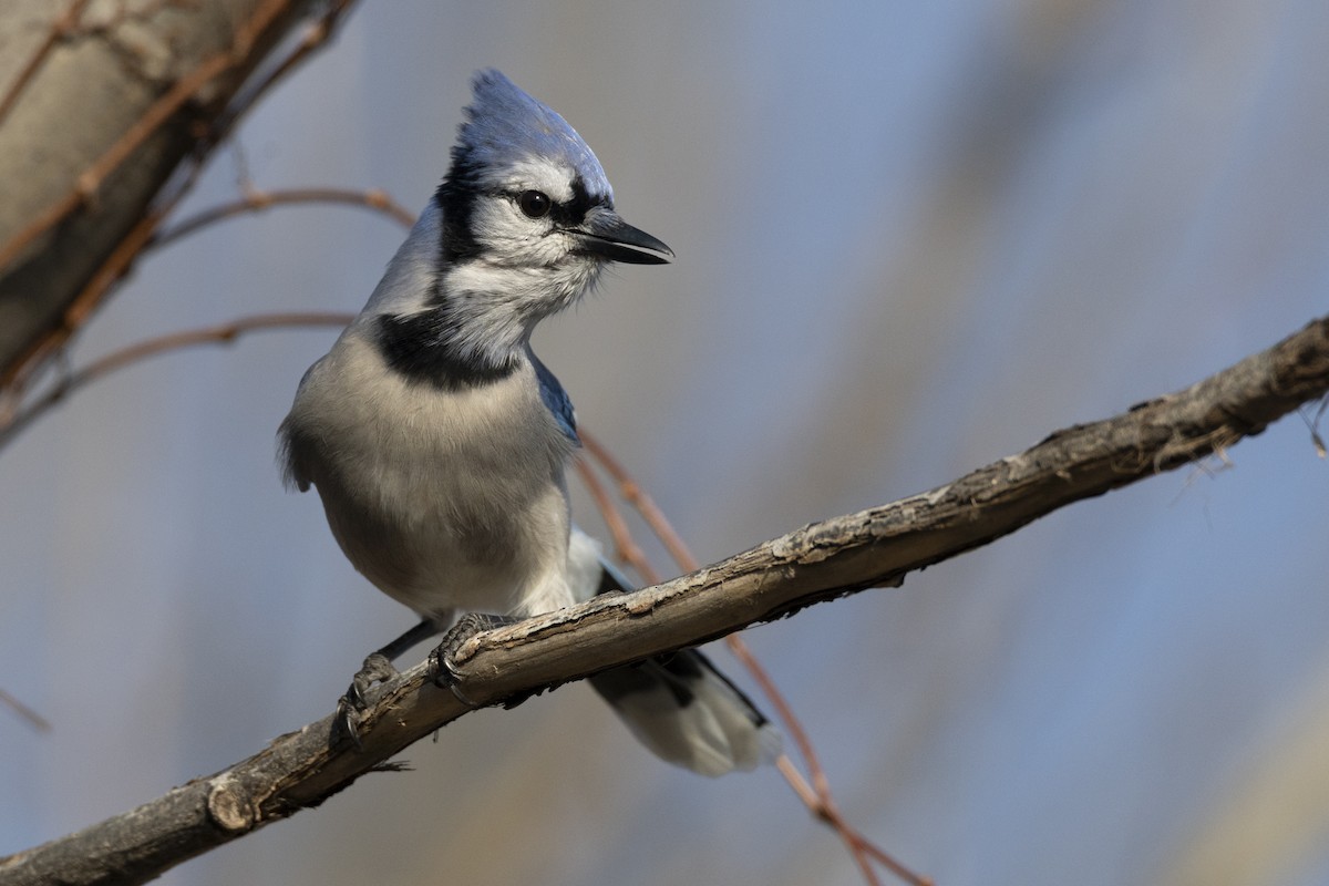 Blue Jay - ML646549023
