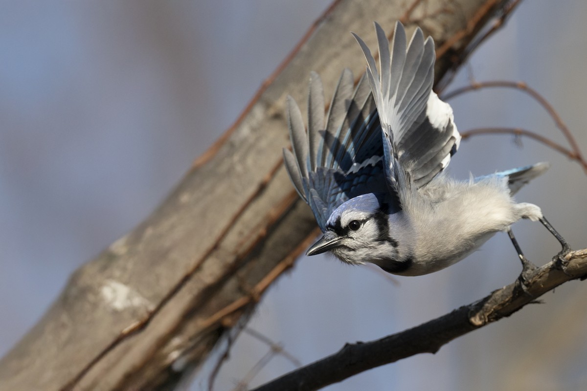 Blue Jay - ML646549024