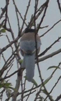 Iberian Magpie - ML646549025