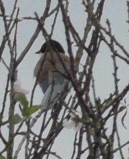 Iberian Magpie - ML646549026