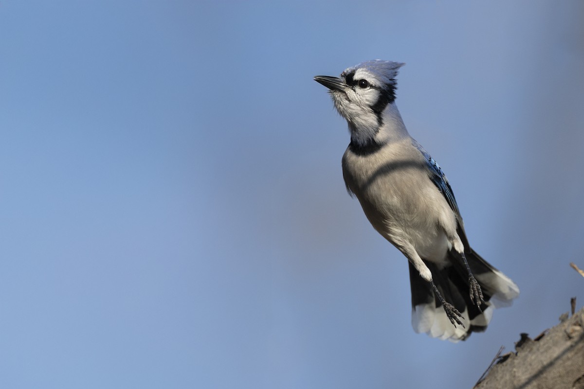 Blue Jay - ML646549027