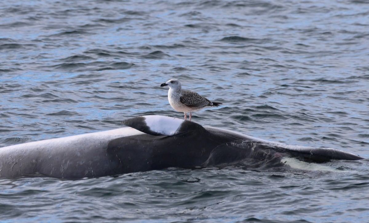 Great Black-backed Gull - ML646549028