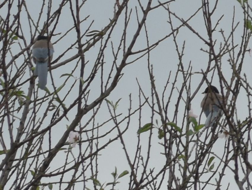 Iberian Magpie - ML646549029