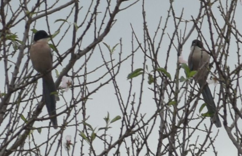 Iberian Magpie - ML646549030