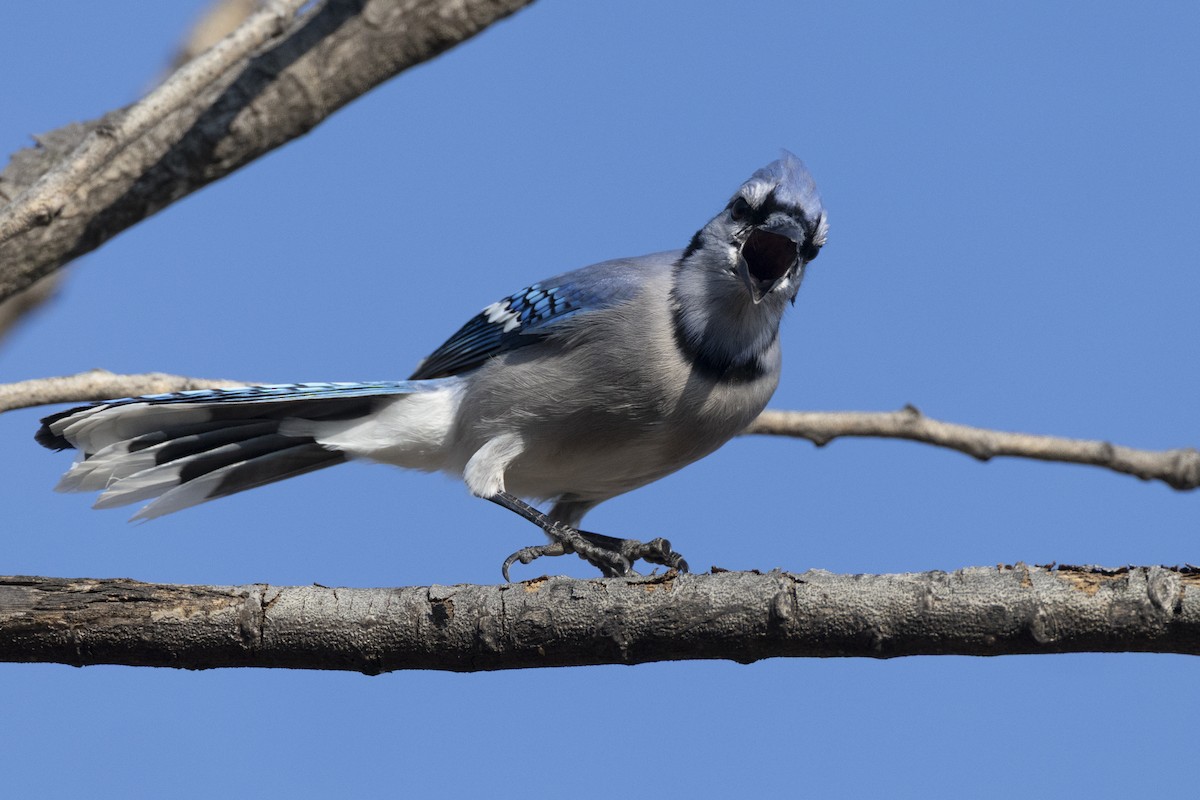 Blue Jay - ML646549031