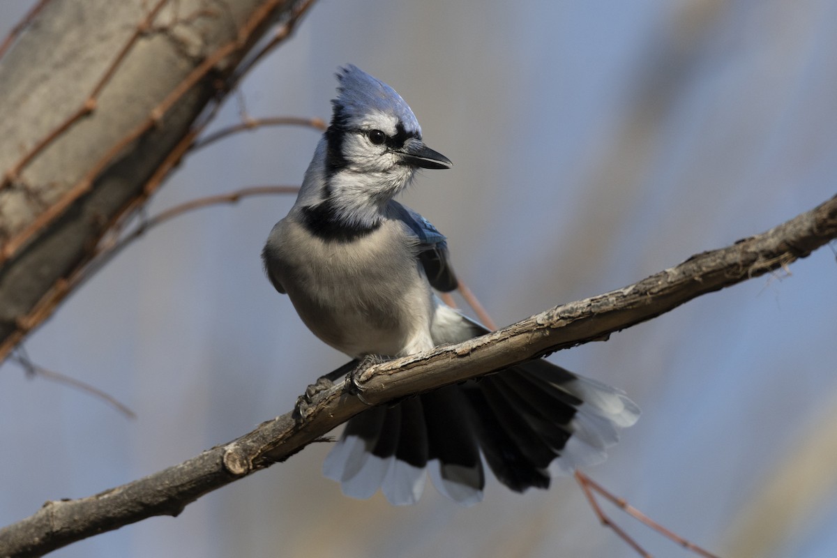 Blue Jay - ML646549032