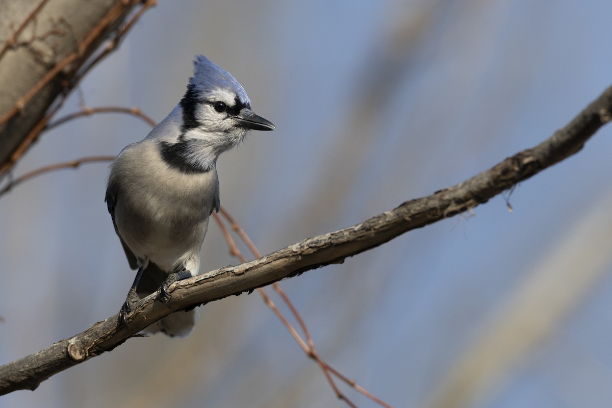 Blue Jay - ML646549033