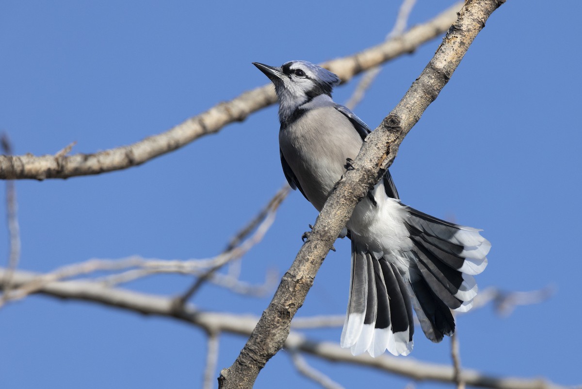 Blue Jay - ML646549036