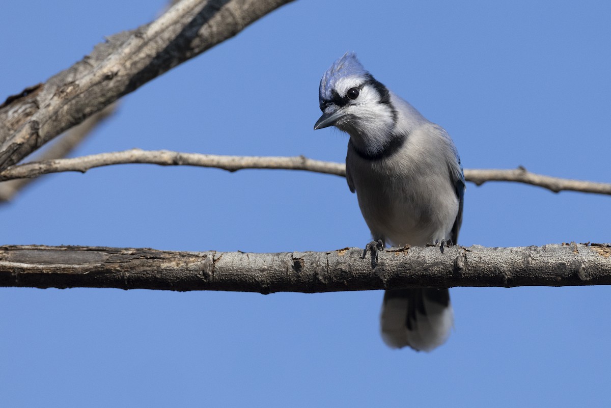 Blue Jay - ML646549039