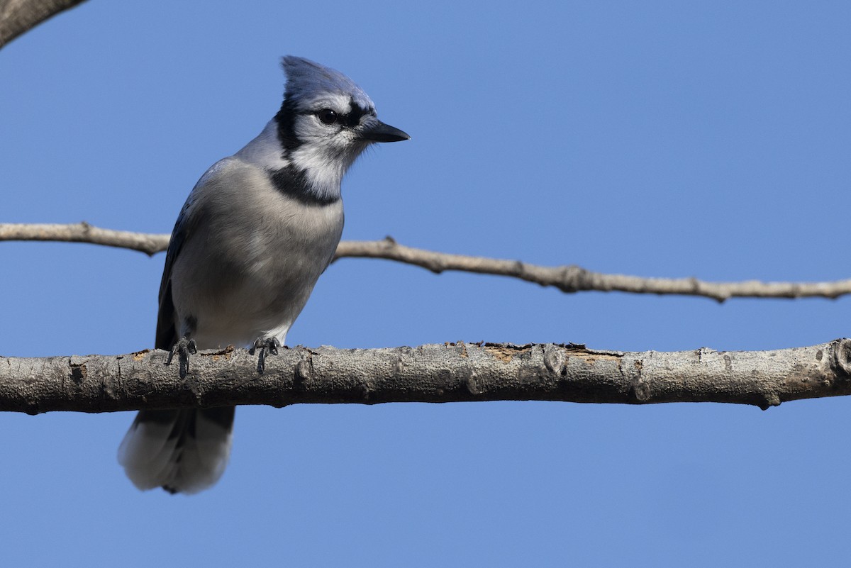 Blue Jay - ML646549040