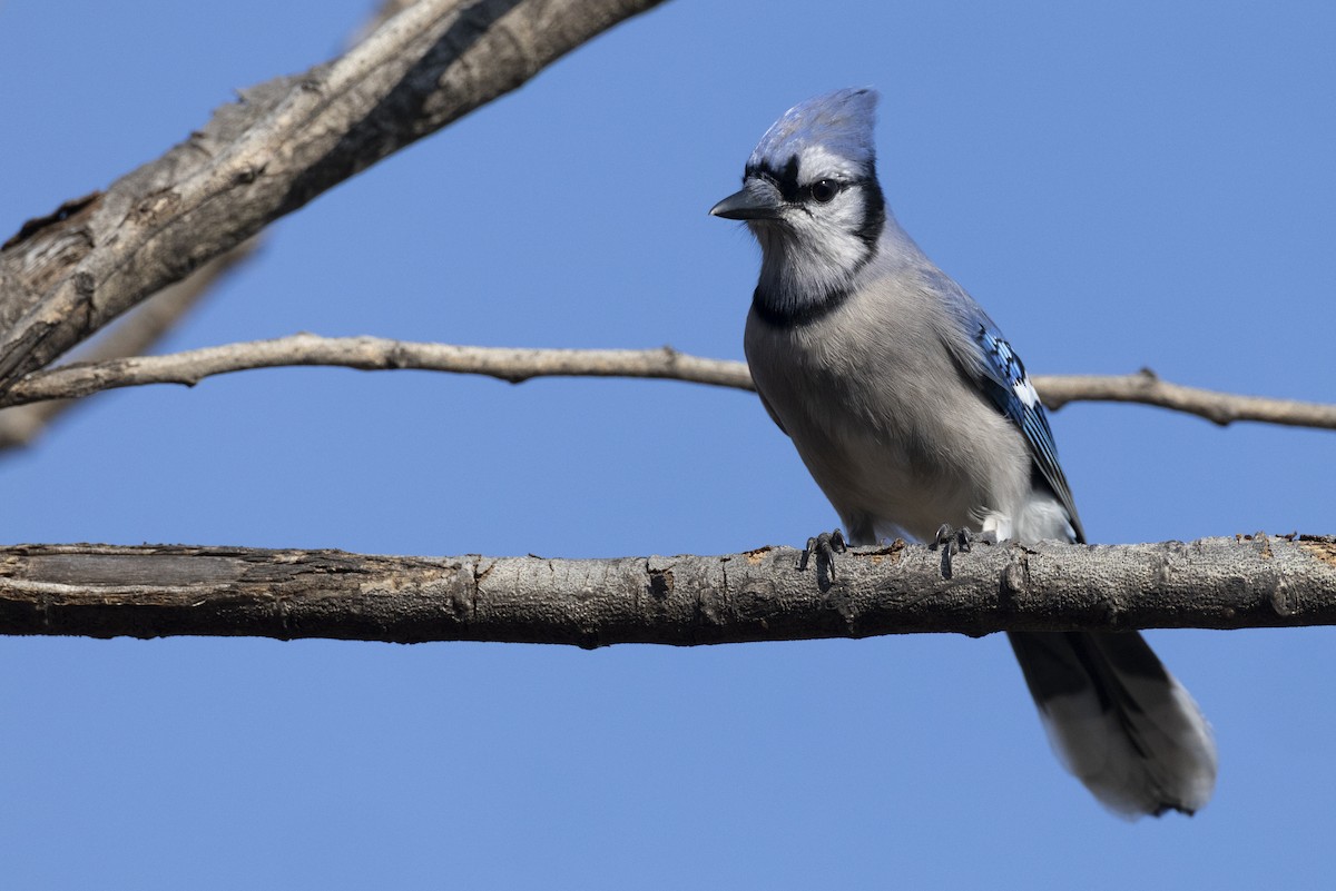 Blue Jay - ML646549041