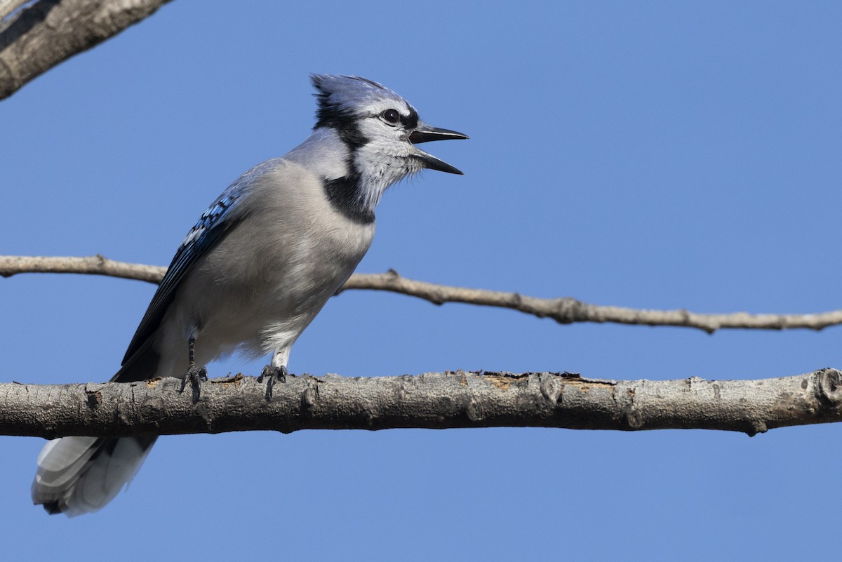 Blue Jay - ML646549042