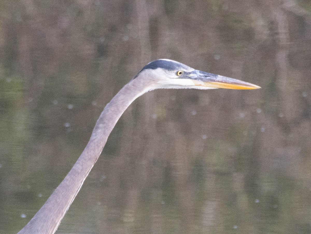 Great Blue Heron - ML646549043