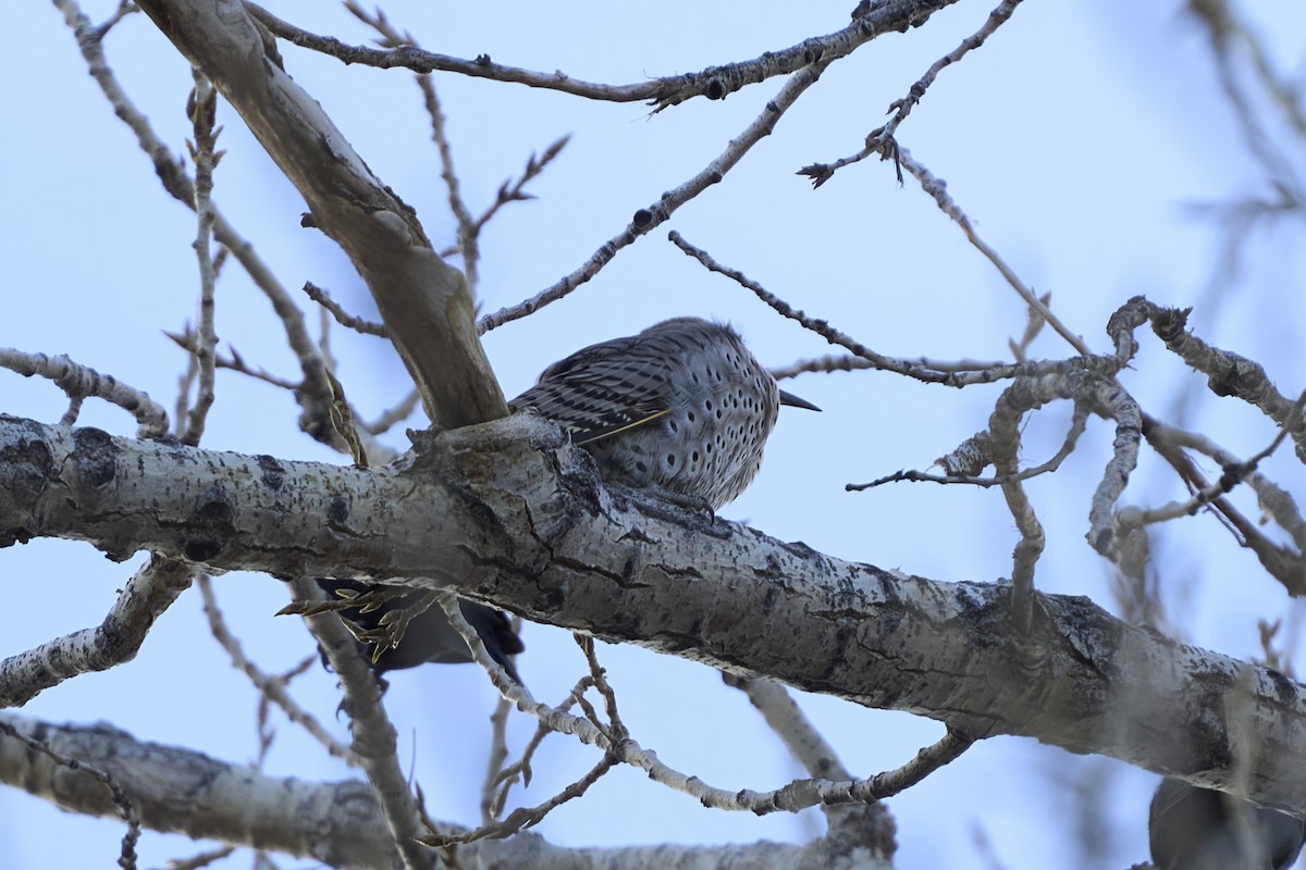 Northern Flicker (Yellow-shafted x Red-shafted) - ML646549046
