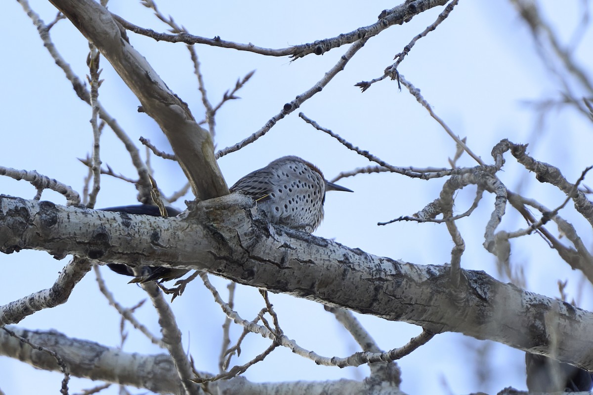 Northern Flicker (Yellow-shafted x Red-shafted) - ML646549047