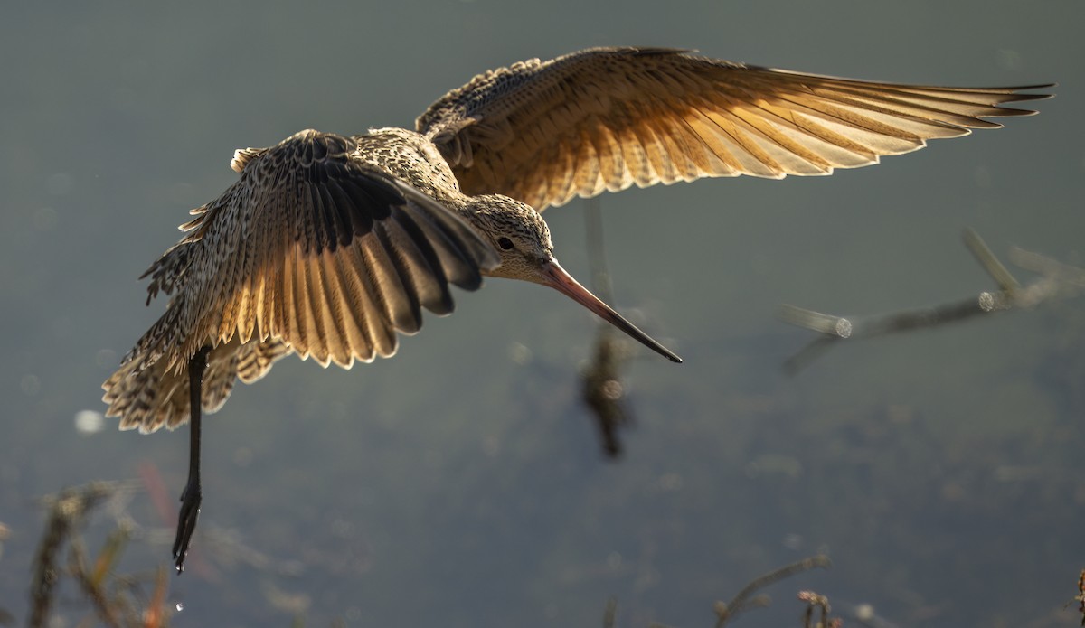 Marbled Godwit - ML646549048