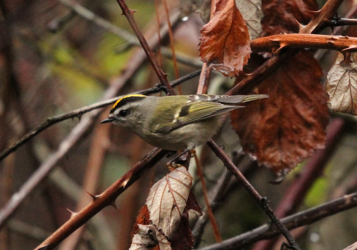 Golden-crowned Kinglet - ML646549054