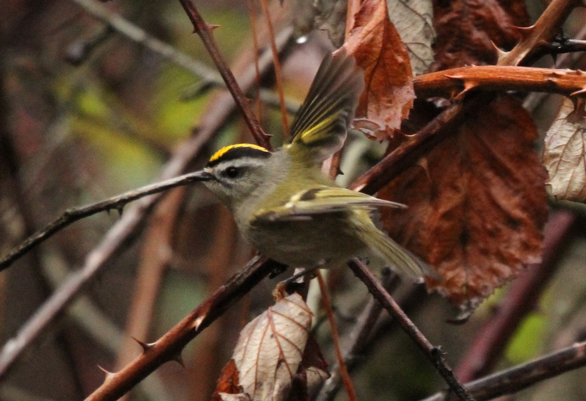 Golden-crowned Kinglet - ML646549055