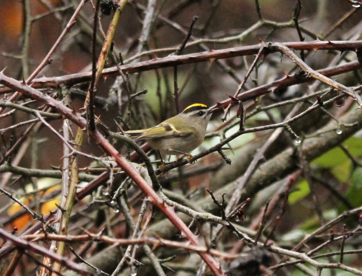 Golden-crowned Kinglet - ML646549056