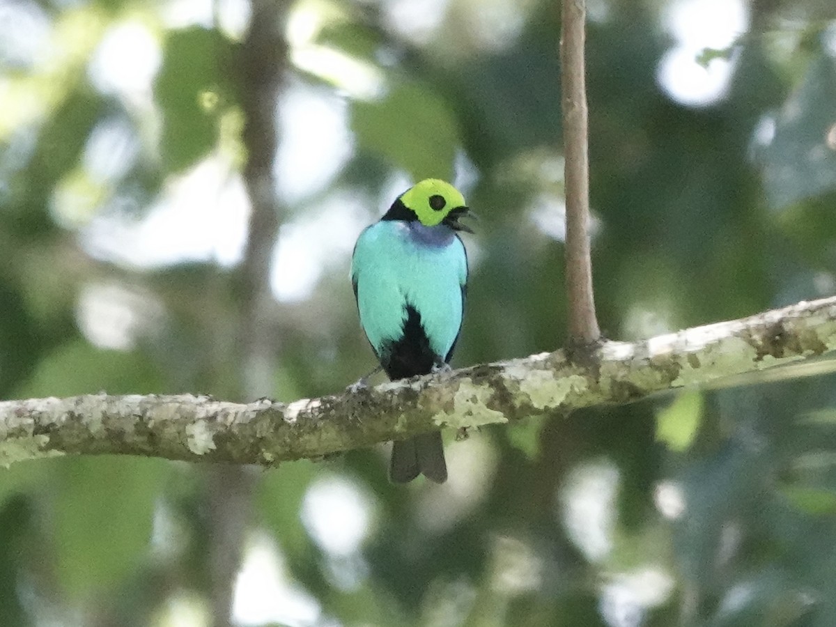 Paradise Tanager - ML646549059