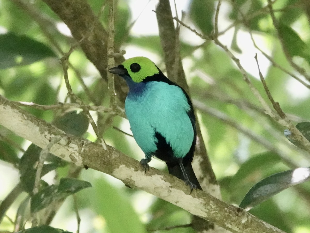 Paradise Tanager - ML646549060