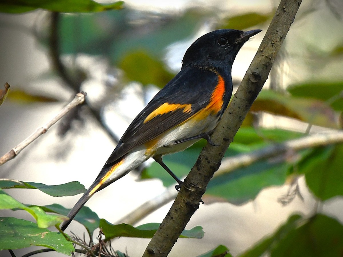 American Redstart - ML646549061