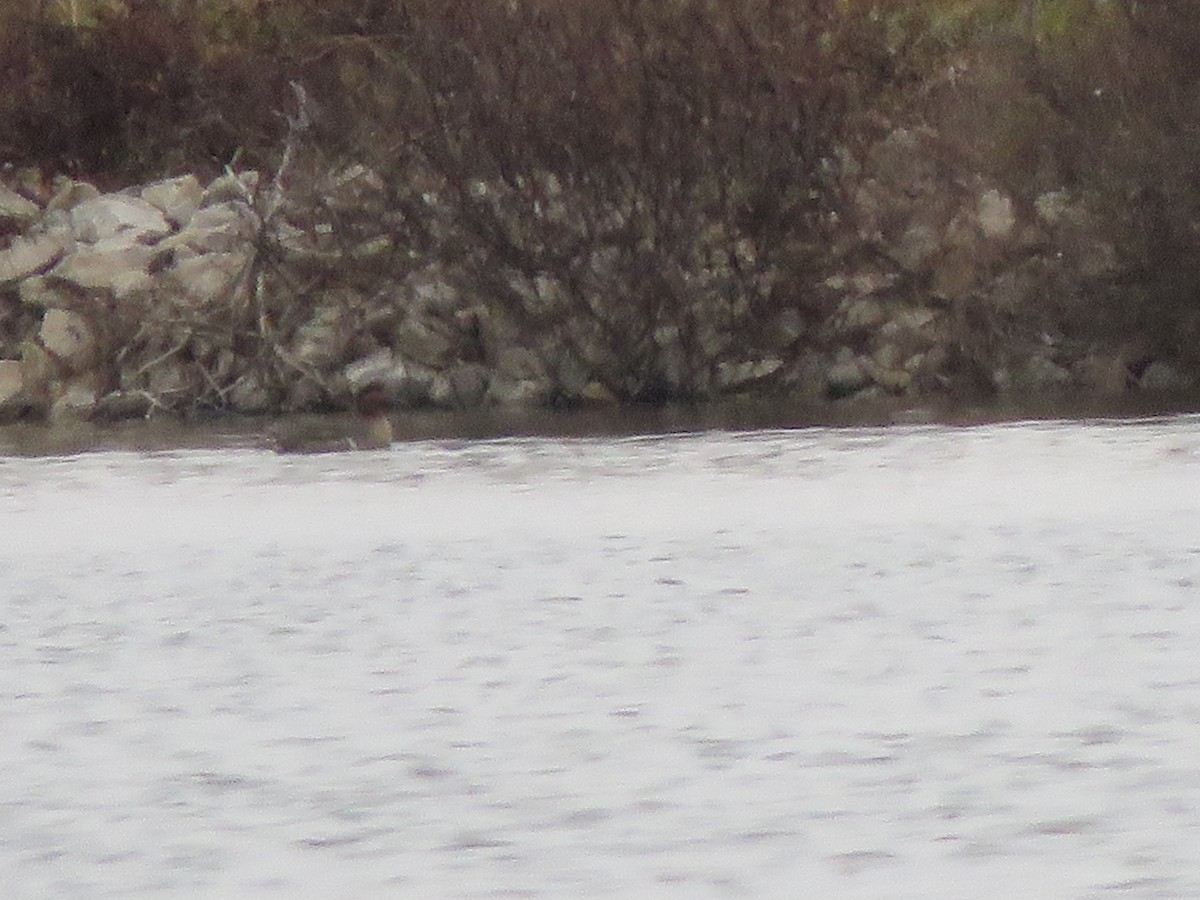 čírka obecná - ML646549062