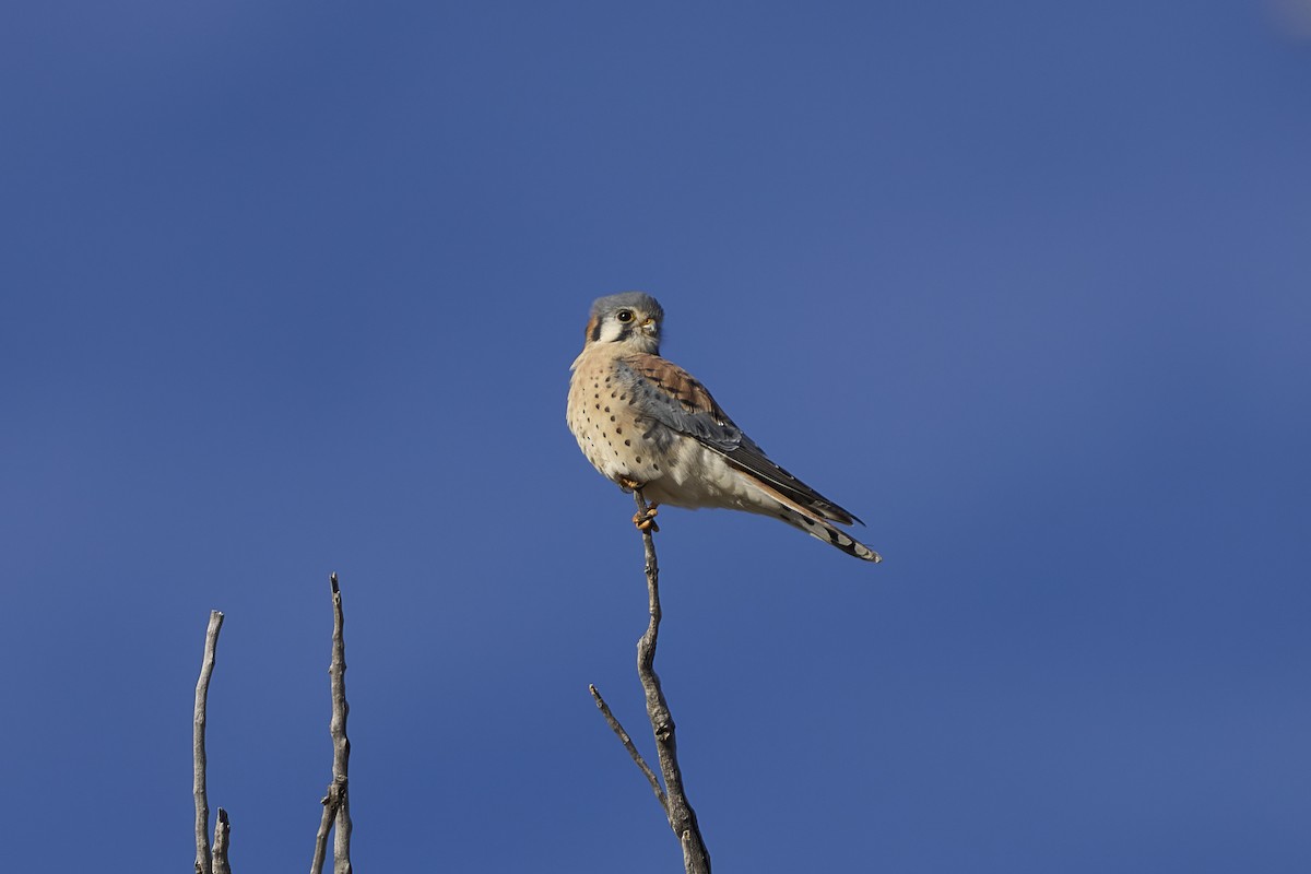 American Kestrel - ML646549063