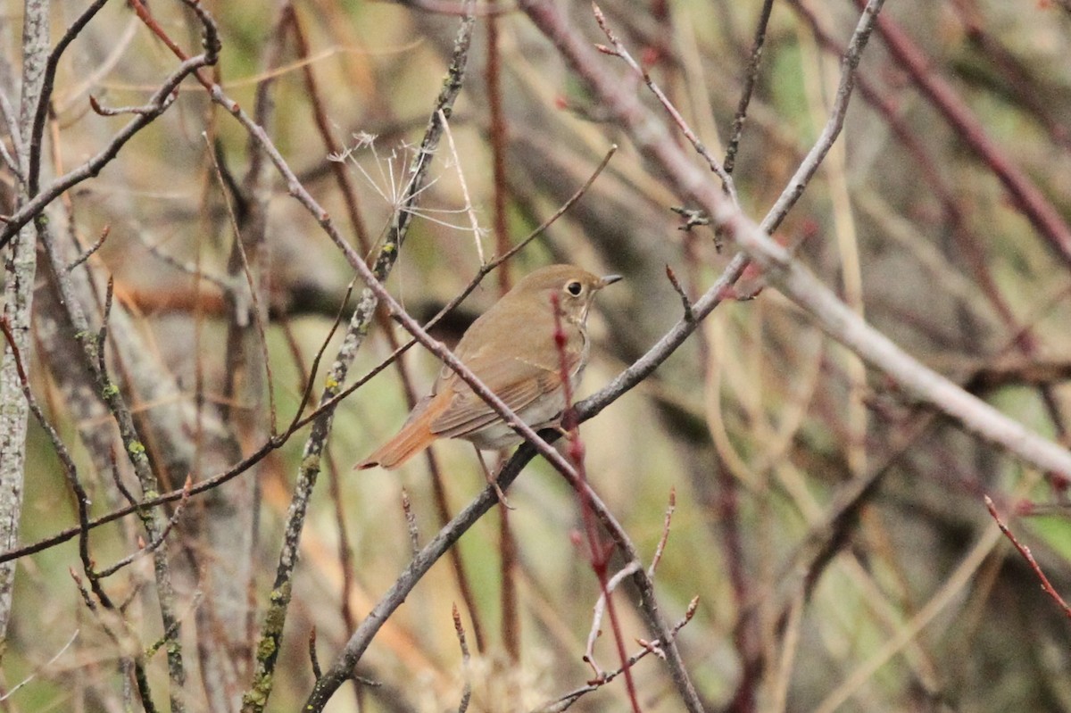 Hermit Thrush - ML646549064