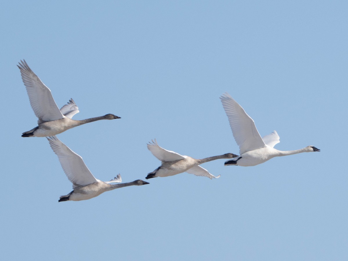Trumpeter Swan - ML646549065
