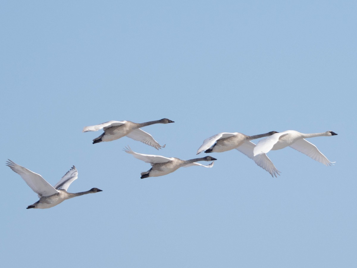 Trumpeter Swan - ML646549066