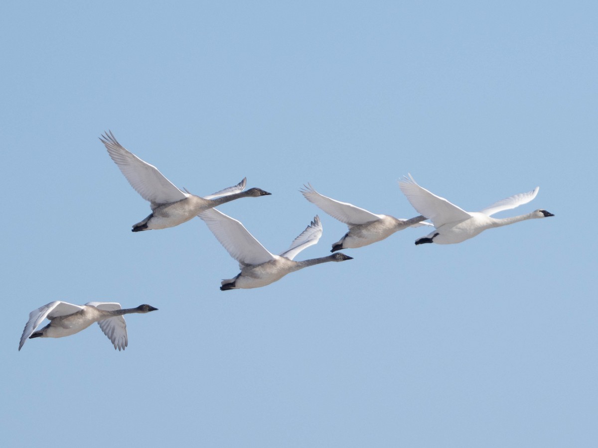 Trumpeter Swan - ML646549067