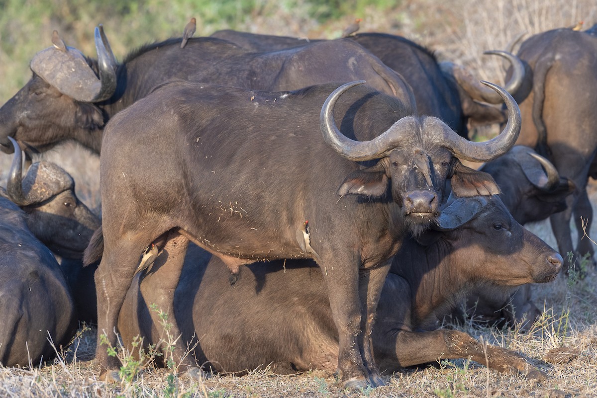 南非水牛 - ML646549069