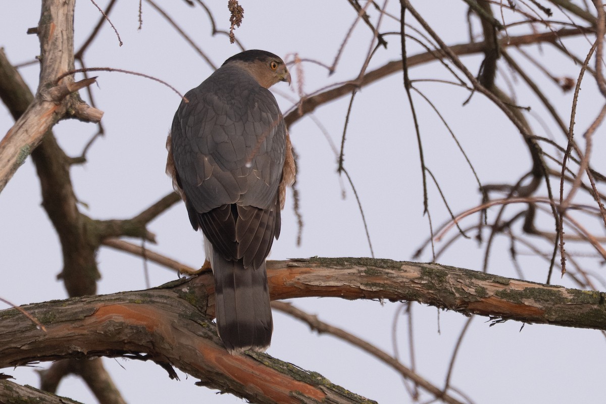 Rundschwanzhabicht - ML646549070