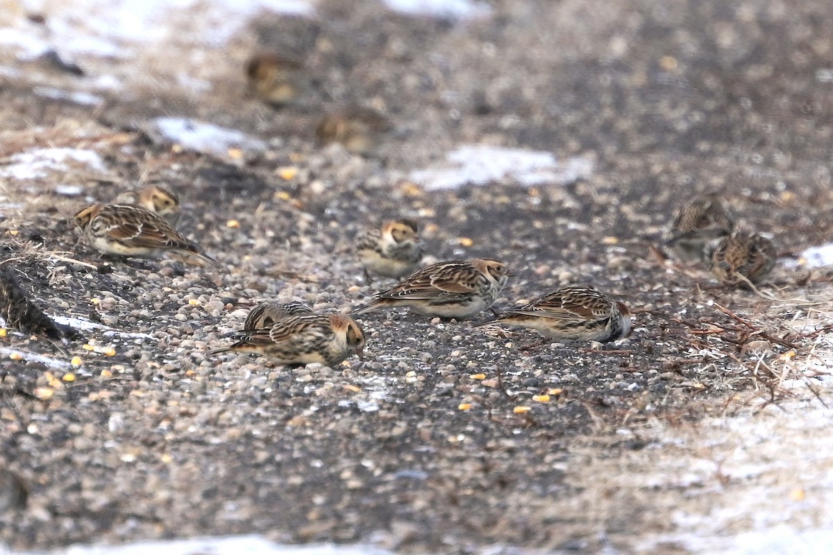 ostružka severní - ML646549072