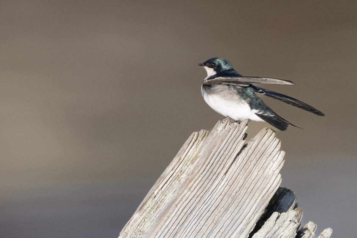 Elai kolorebikoa - ML646549073