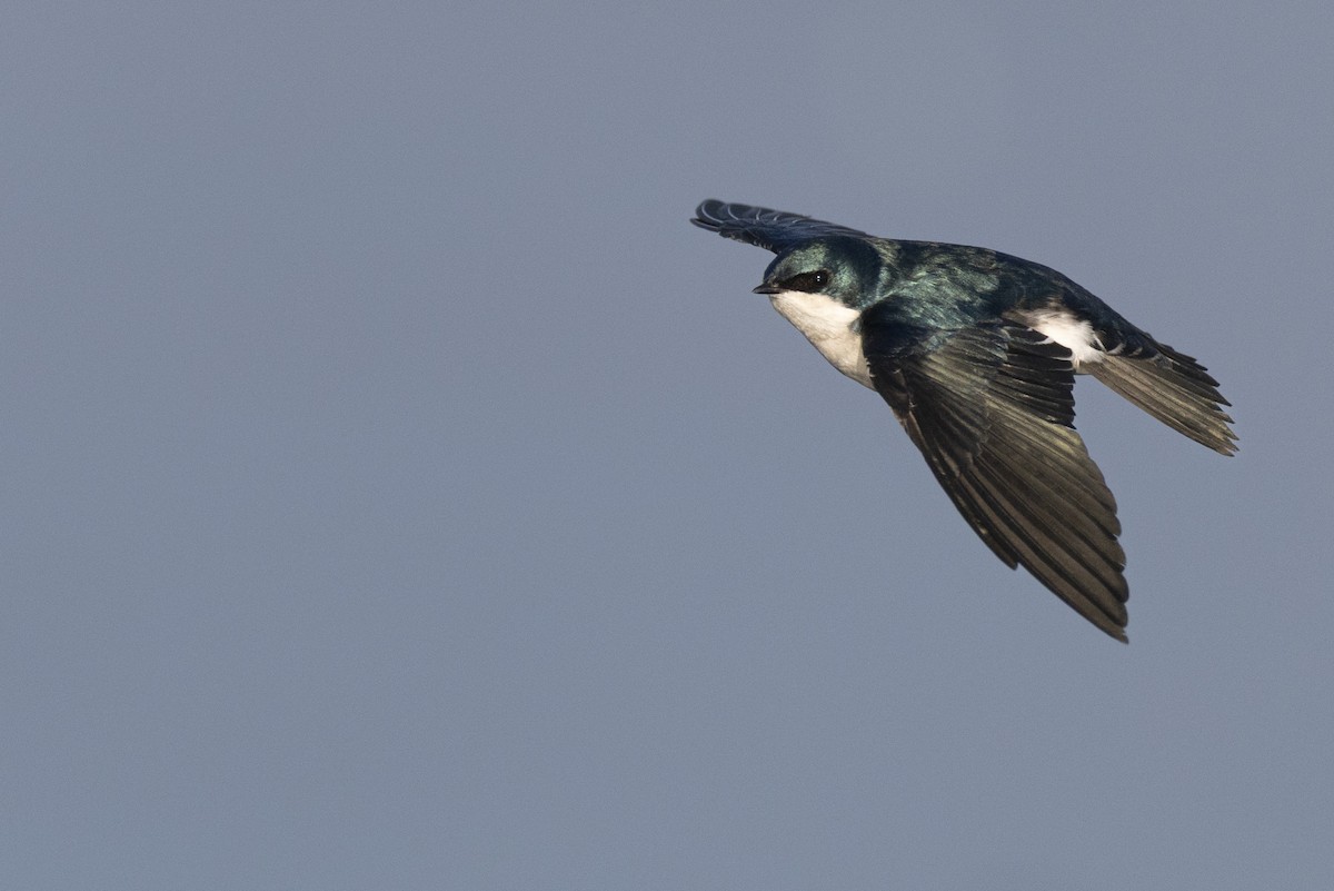 Elai kolorebikoa - ML646549074