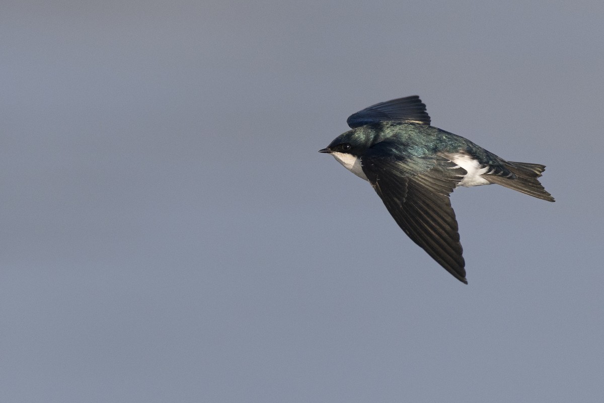 Elai kolorebikoa - ML646549075