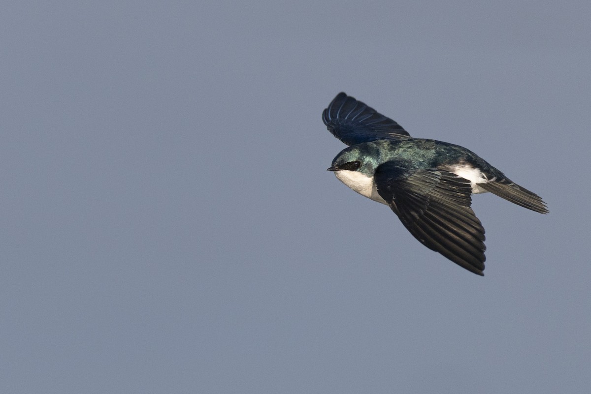 Elai kolorebikoa - ML646549077